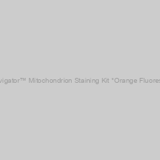 Image of Cell Navigator™ Mitochondrion Staining Kit *Orange Fluorescence*
